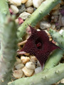 huernia penzigii zander 11