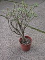euphorbia balsamifera 5702