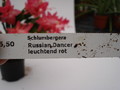 schlumbergera russian dancer 1610