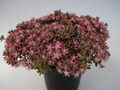 sedum cauticolum 691