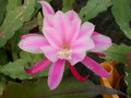 eh cattleya 123