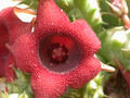 huernia schneideriana ex abbey 03