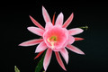 eh c v pink moon 8495 5199