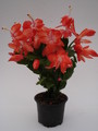 schlumbergera sunset dancer 1577