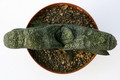 gasteria latesiana 7243