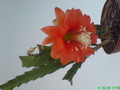 eh knebels glueck 231 203