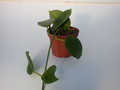hoya ariadna 1388