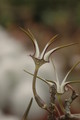 ceropegia stapeliaeformis 8765
