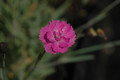 dianthus gratianopolitanus pink jewel 03