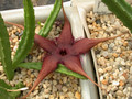 stapelia schinzii pvb5583 01