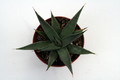 agave utahensis kingman az 0124