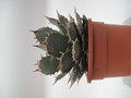 agave titanota braun 7737