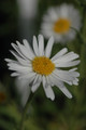 aster alpinus albus 01