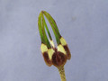 ceropegia radicans radicans 2028