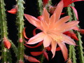 aporocactus orange queen 980872