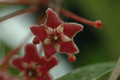 hoya pubicalyx silver pink 01