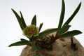 euphorbia trichadenia 6914