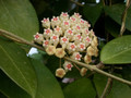 hoya parasitica 0208 2