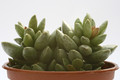 adromischus clavifolius 7988