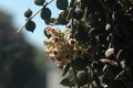 hoya curtisii 02