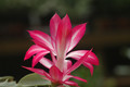 schlumbergera bristol rose 8271