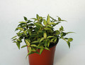 hoya bella louise buis 6554