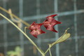 hoya macgillivrayi 713