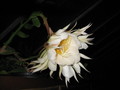 epiphyllum chrysocardium 510