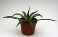 agave garciae mendozae 8825