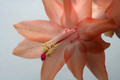 schlumbergera christmas fantasy 6359