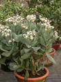 crassula portulacea blue hale 01