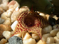 huernia stapelioides d1327 lethlabile 04