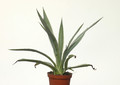 agave angustifolia marginata 8592