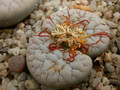 lithops gracilidelineata c262 c374 04