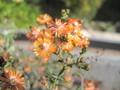 lampranthus kupfer orange 1229
