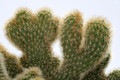 cleistocactus spec cristatus 0140