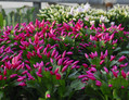 schlumbergera sorten 10012