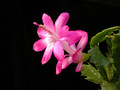 schlumbergera rosabell 05