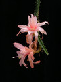 aporocactus tangerine 03