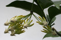 hoya multiflora 6511