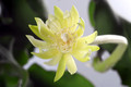 epiphyllum guatemalense monstrosa 068