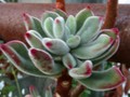 echeveria pulvinosa 01
