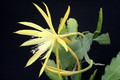 eh sylter fruehling 419 6901