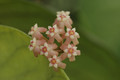 hoya sp bogar 01