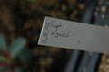 euphorbia vigueri 205