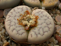 lithops gracilidelineata brandbergensis c383 03