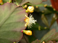 rhipsalis pachyptera01 19