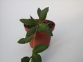 hoya bilobata hort ipps0087 1402