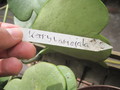 hoya kerrii variegata 1222