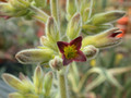 kalanchoe tomentosa04